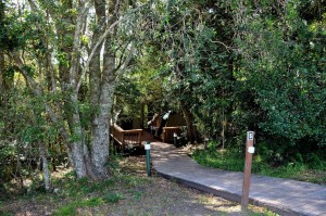 Camping in the forest Knysna