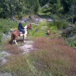 Horseback outrides Knysna the Garden Route